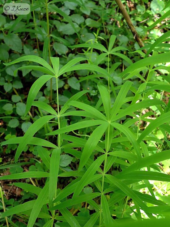 Polygonatum verticillatum
